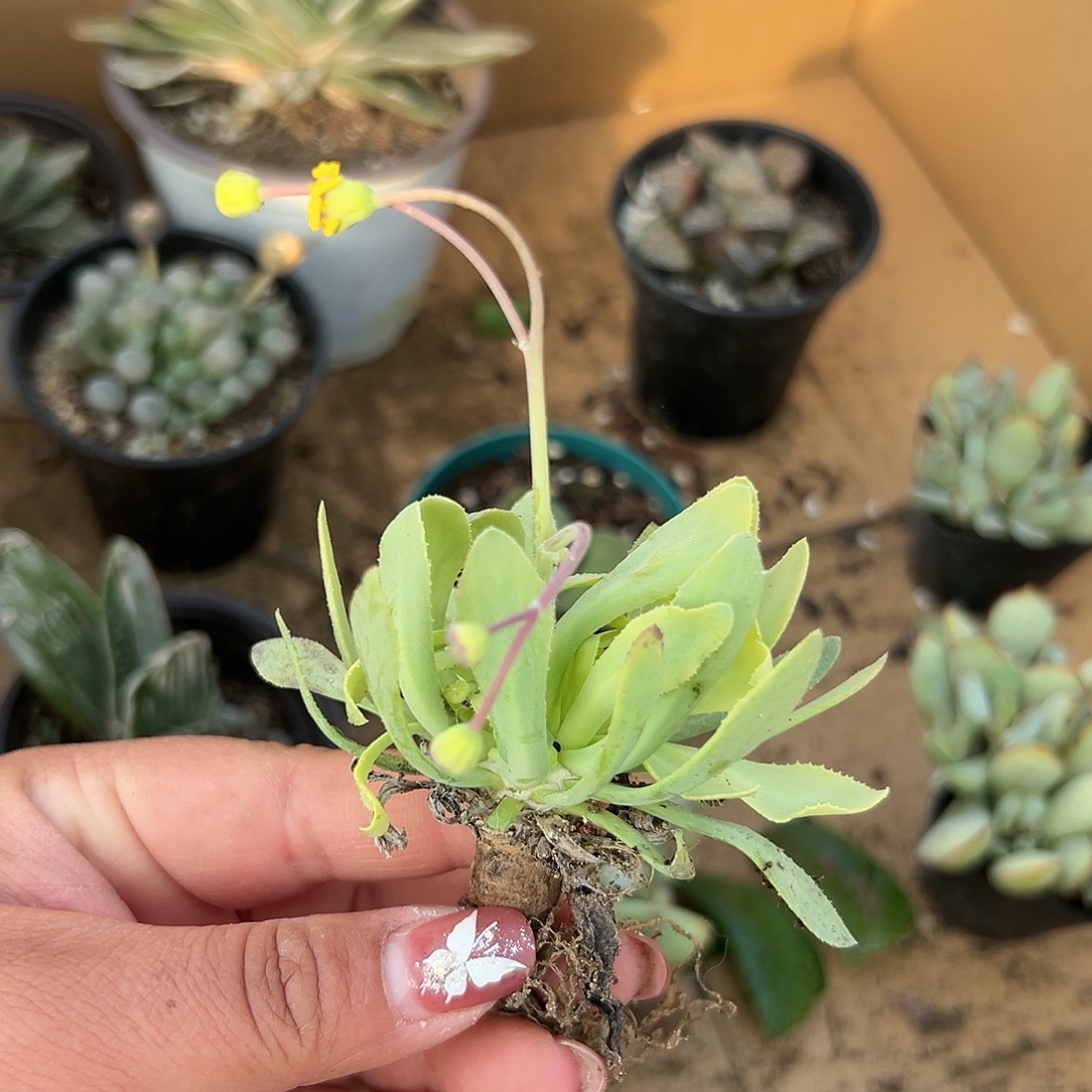 多肉植物刨花厚敦菊