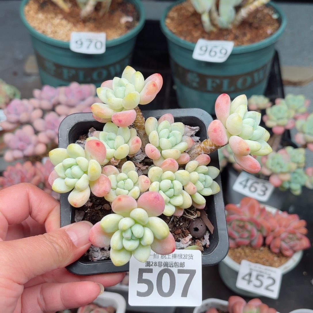 樱花罗绮无盆土发货