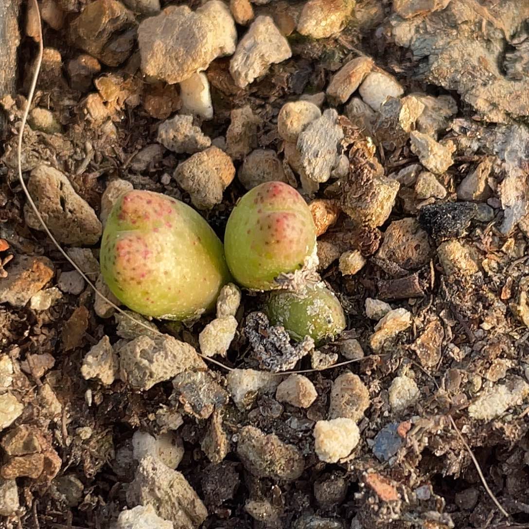 2-140草莓斑马肉锥