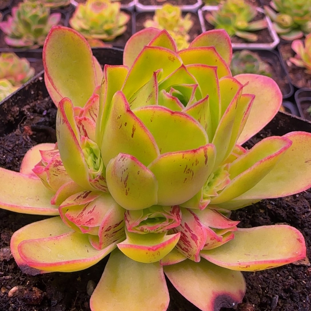 胭脂扣捧花1343868676768723