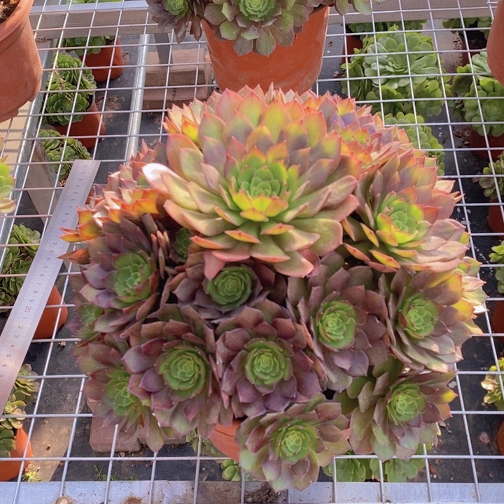 闪购法师1棵桃花石