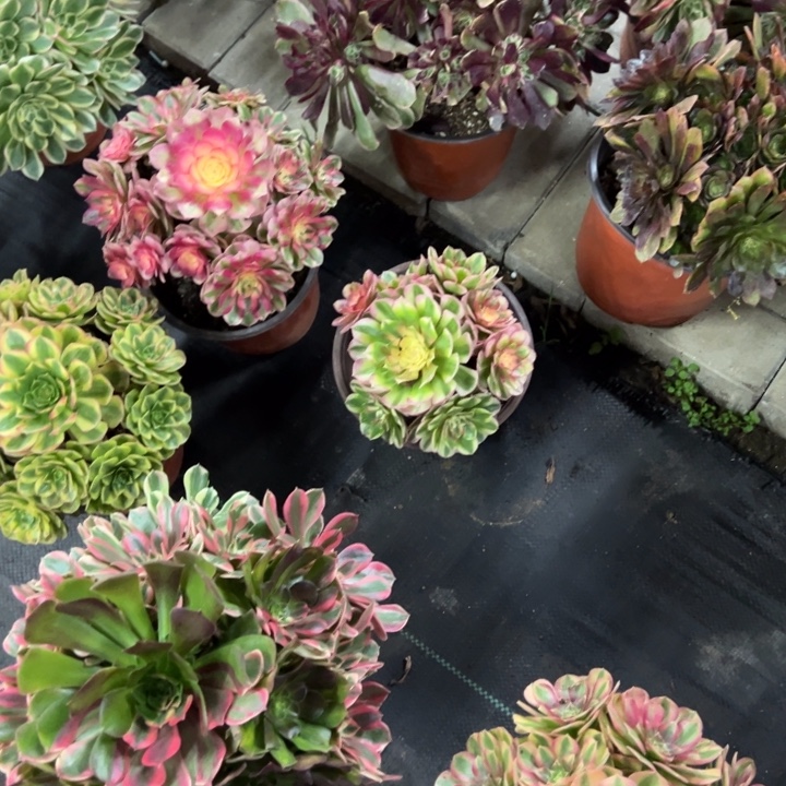 嘟***宝焕沙阴阳多肉植物花花