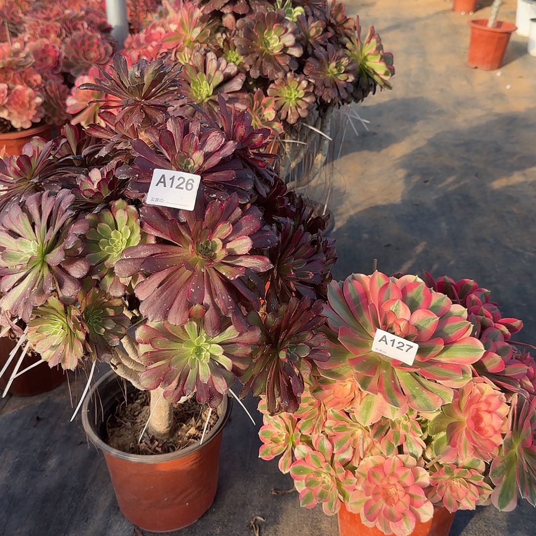 满***妈无花朵126。127 俩个大师组合