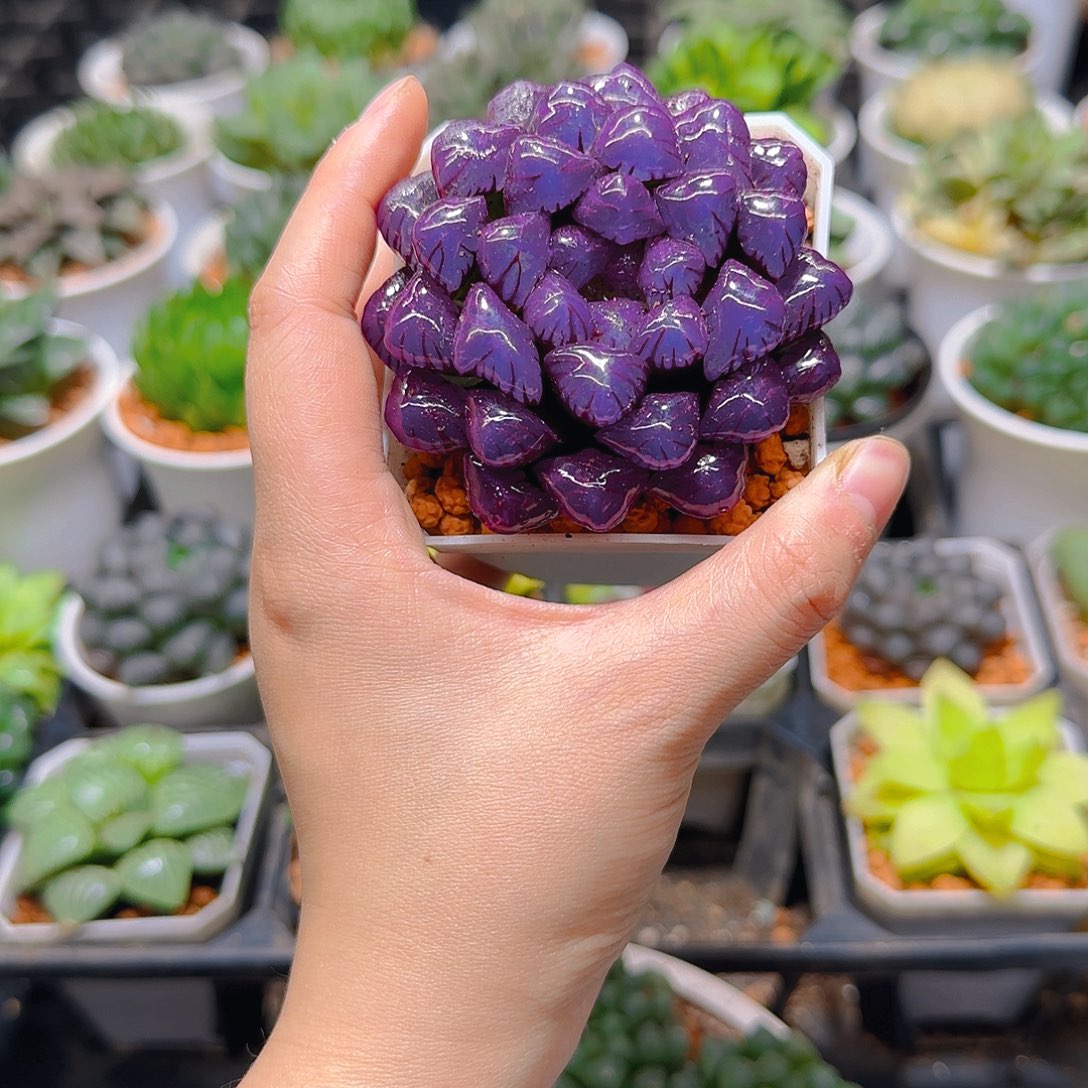 紫宝石冰灯玉露，原盆，人工上色