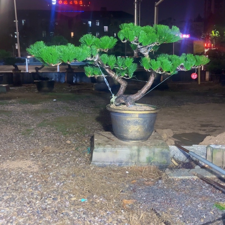 用***9完全开放黑松盆景庭院盆景