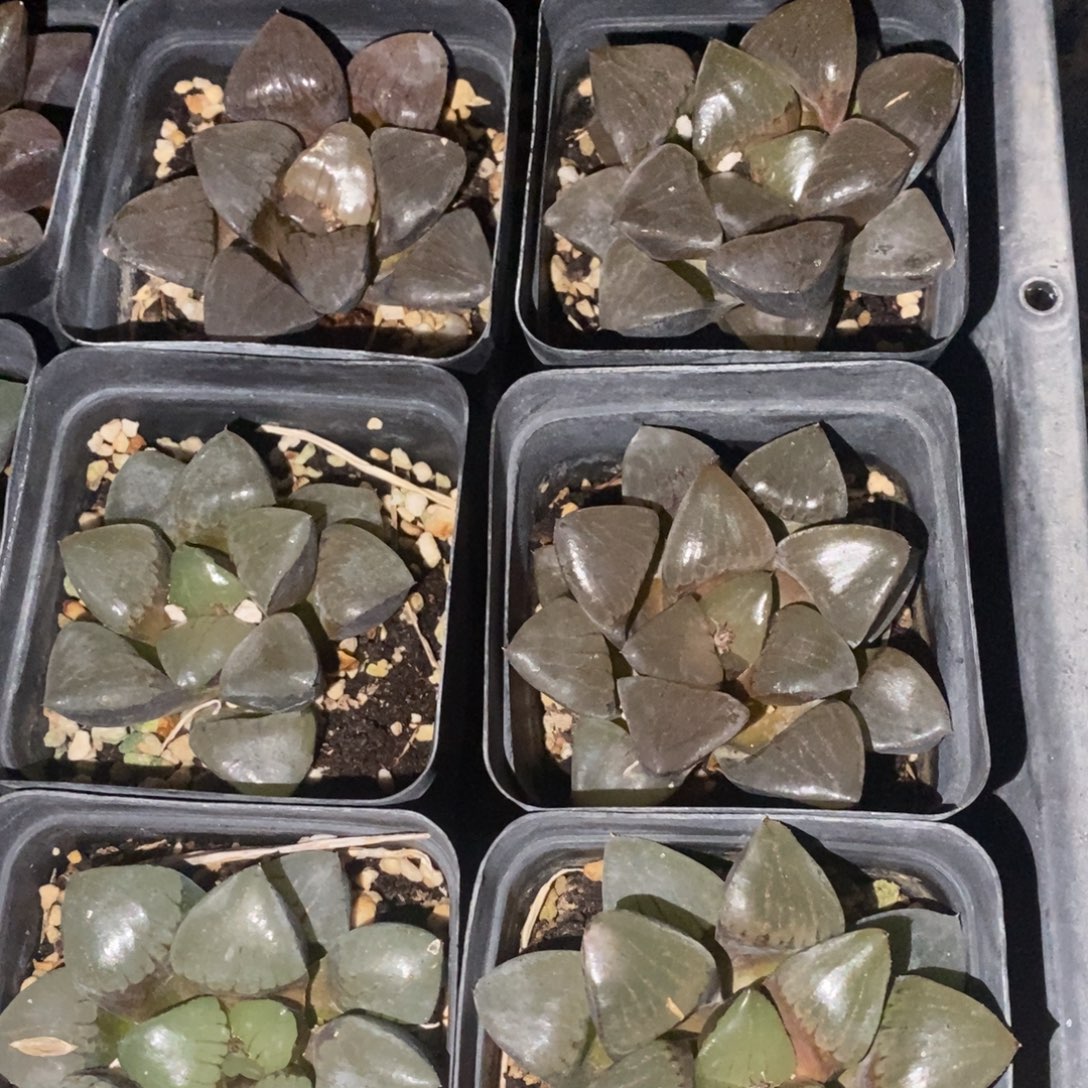 204 大日月潭一颗。  