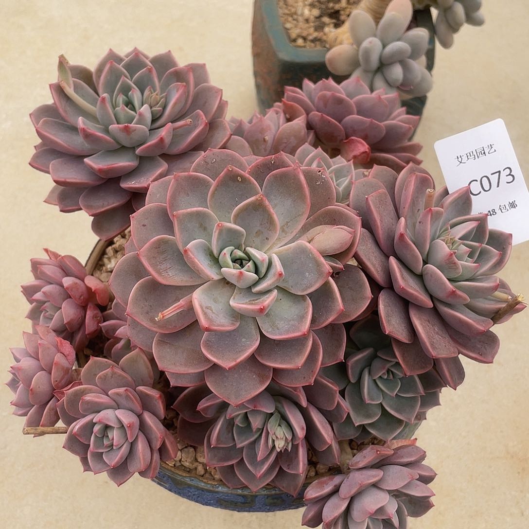 红粉佳人073多肉多肉