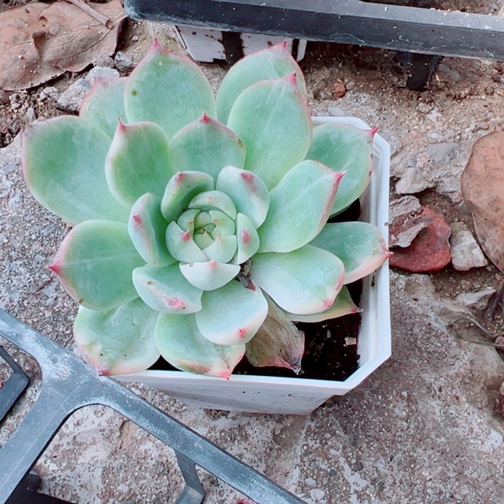 娃娃锦多肉植物204