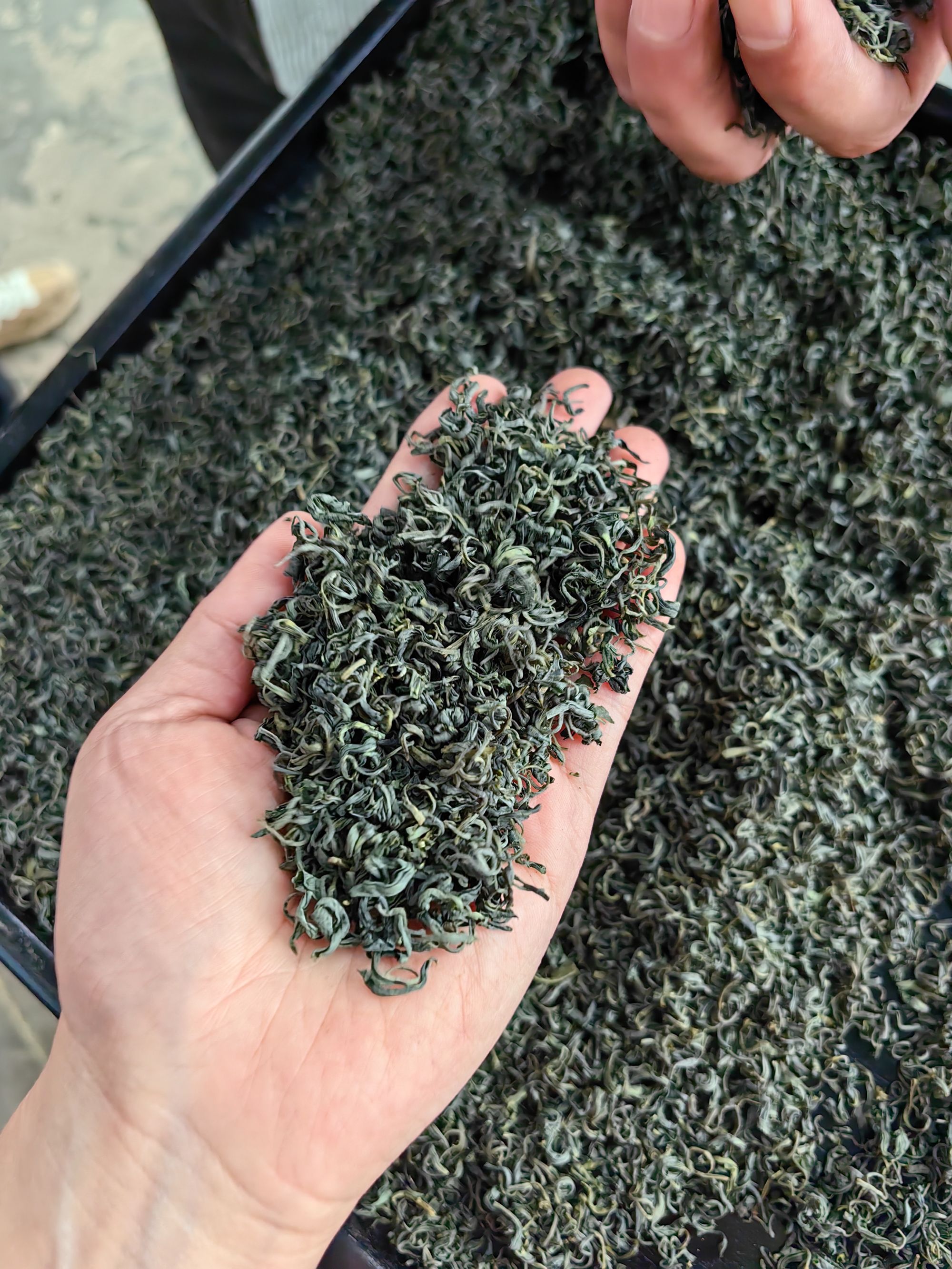 2025新茶春茶松阳香茶炒青绿茶 龙井43原料 浓香绿茶