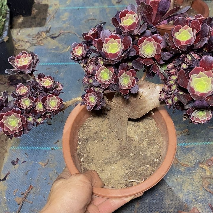 多肉植物保护研究所