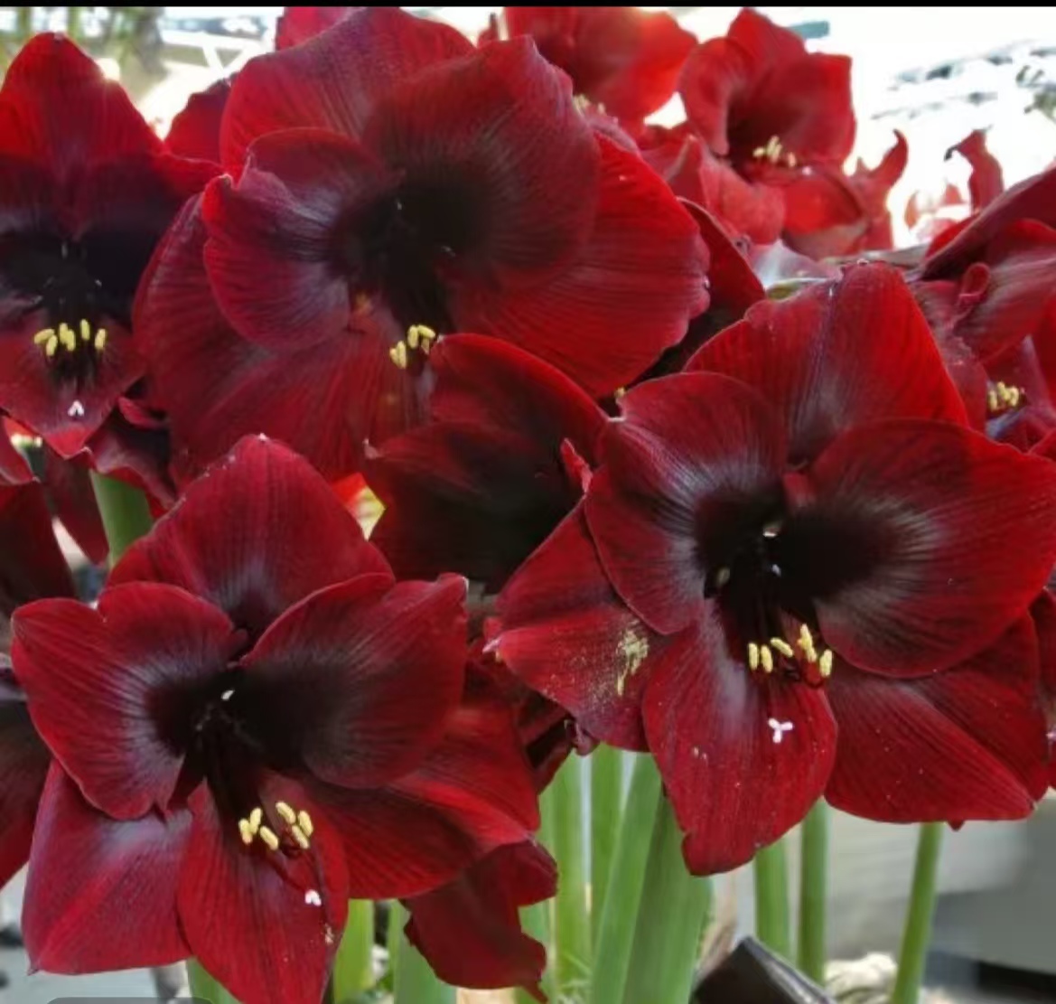 黑天鹅本菲卡+樱桃妮芙重瓣+舞蹈皇后重瓣+毕加索单瓣各一颗