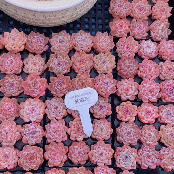 量拍39号草莓果酱组合9颗