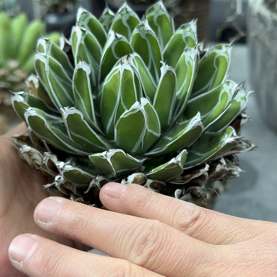 A*o包子屉之雪88888888