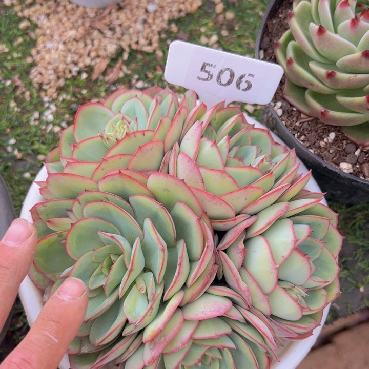 健健康康平平安安多肉