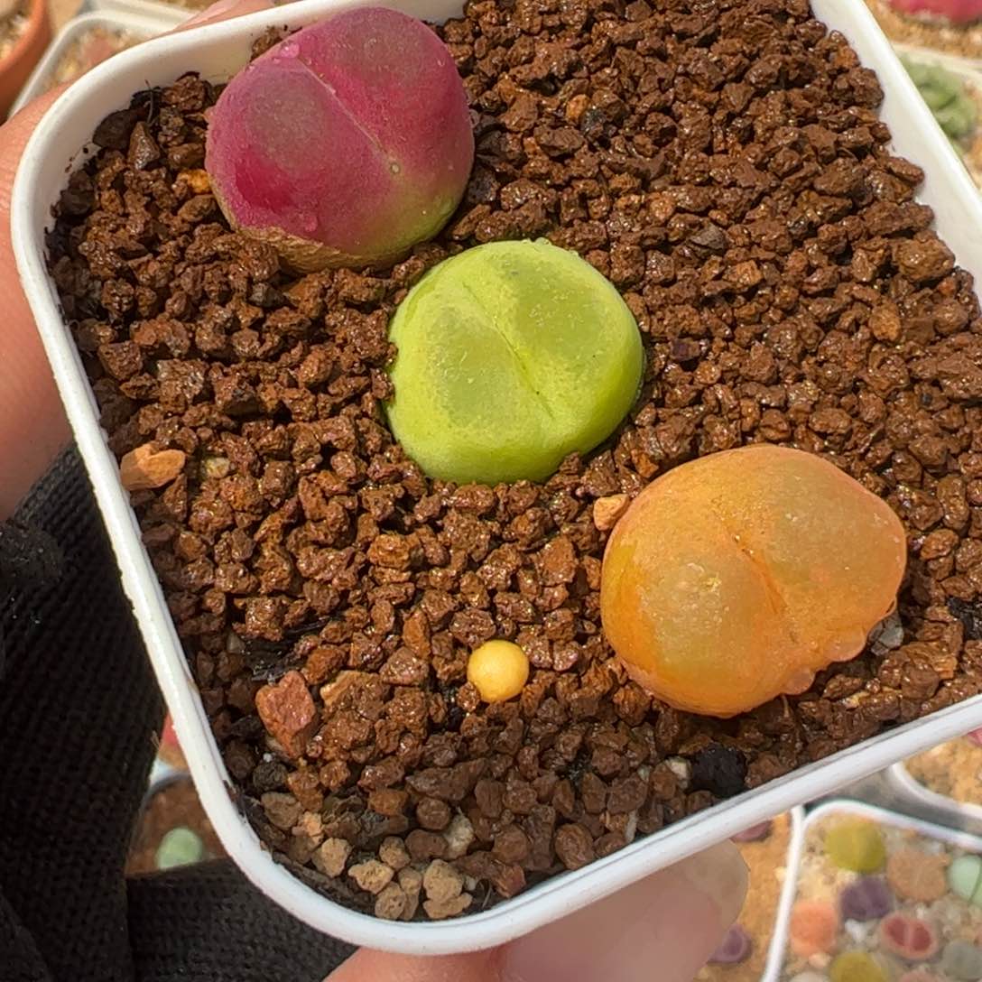 182多肉植物百科