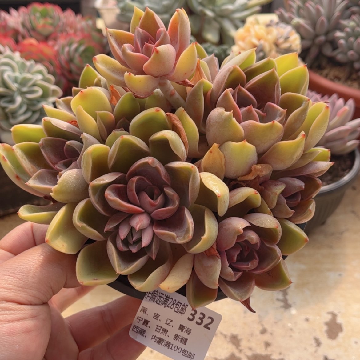 【闪购商品】332紫气东来