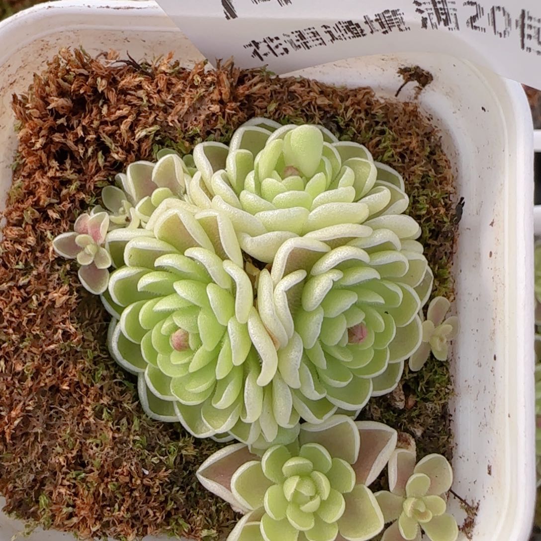 花语多肉1212-74爱丽丝