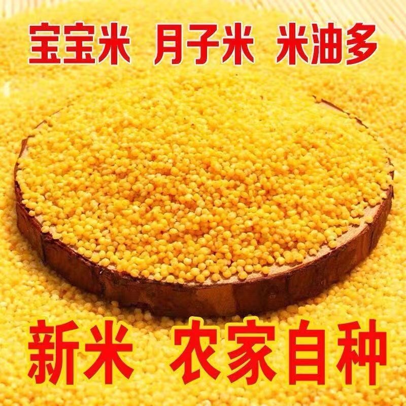 河南许昌黄小米新米米油厚适合月子食用熬粥佳品