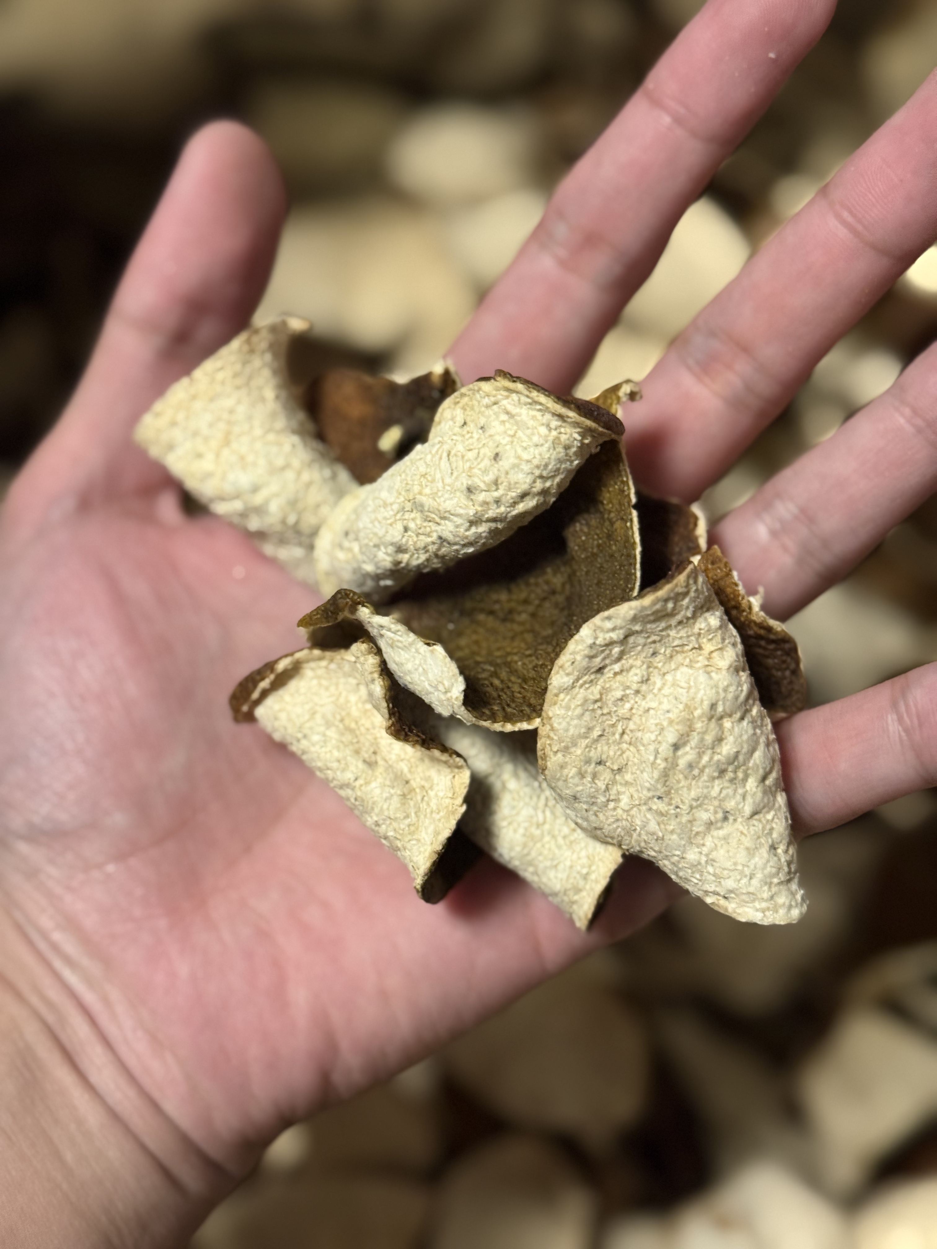 【特惠断皮】23年新会陈皮东甲大红皮断皮散皮（介意勿拍）