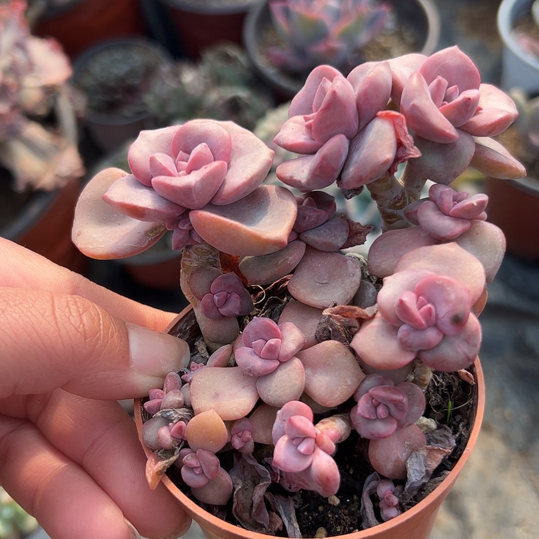 多肉植物多肉植物