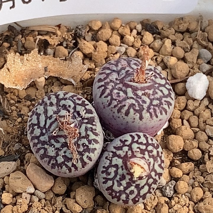 蜻****呱桃喜花园0204-38超墨