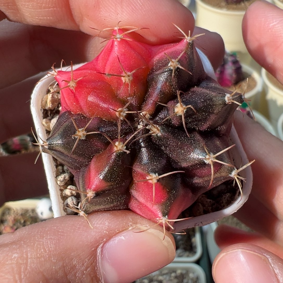 759 好看的米哈冲冲冲