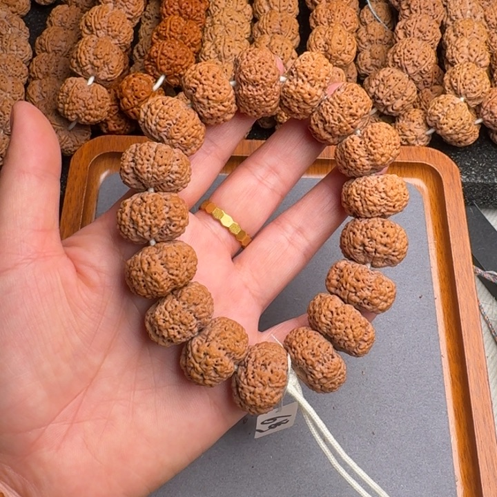 菩提14号尼泊尔大金刚23+菠萝蜜