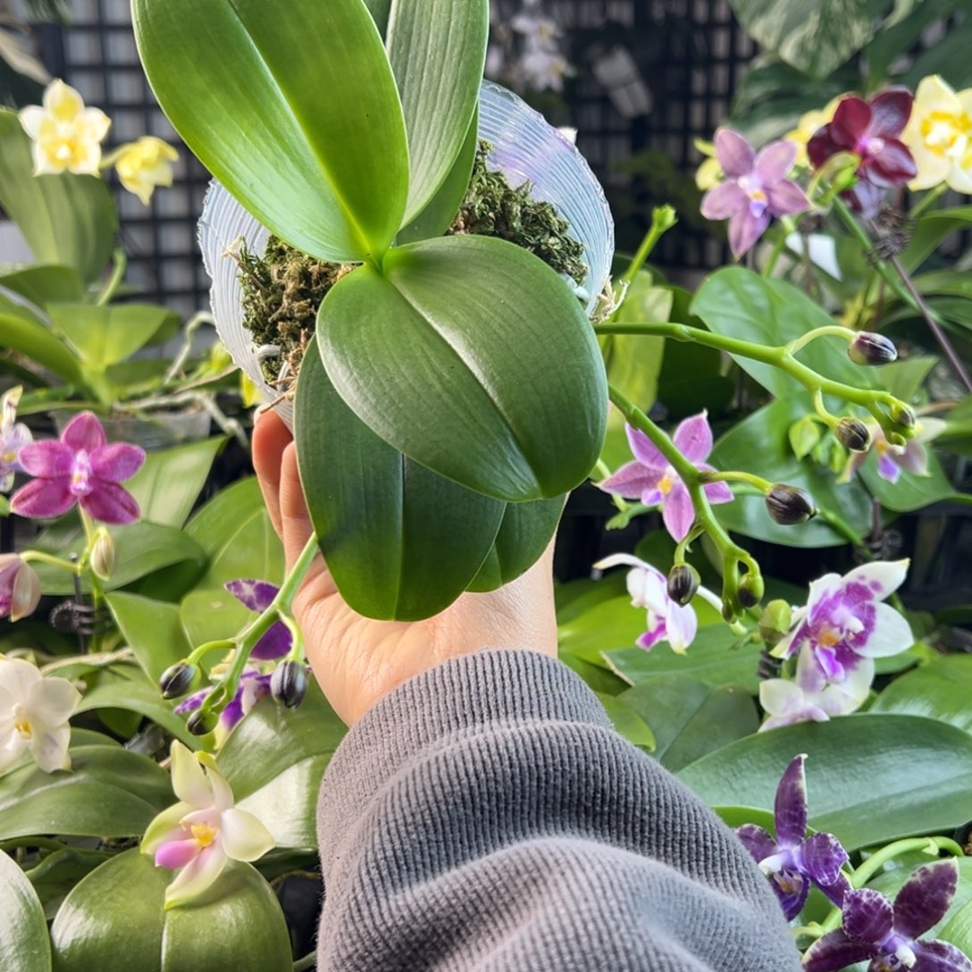 完全开放A083，明月楼专拍