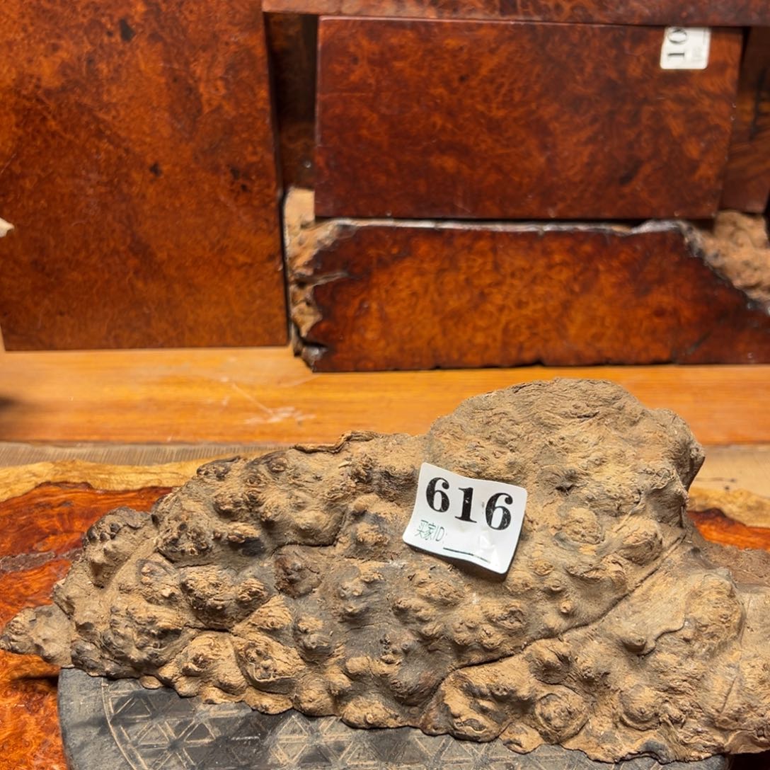 肇***术大果紫檀（缅甸花梨）