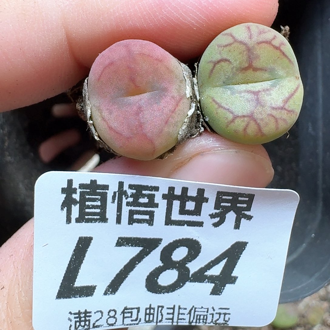 多肉植物的润泽rf