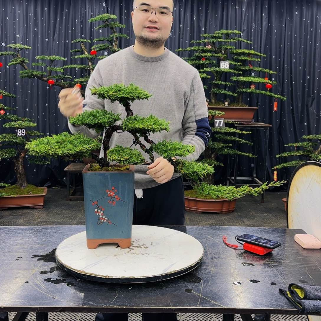 松树柏树造型盆景