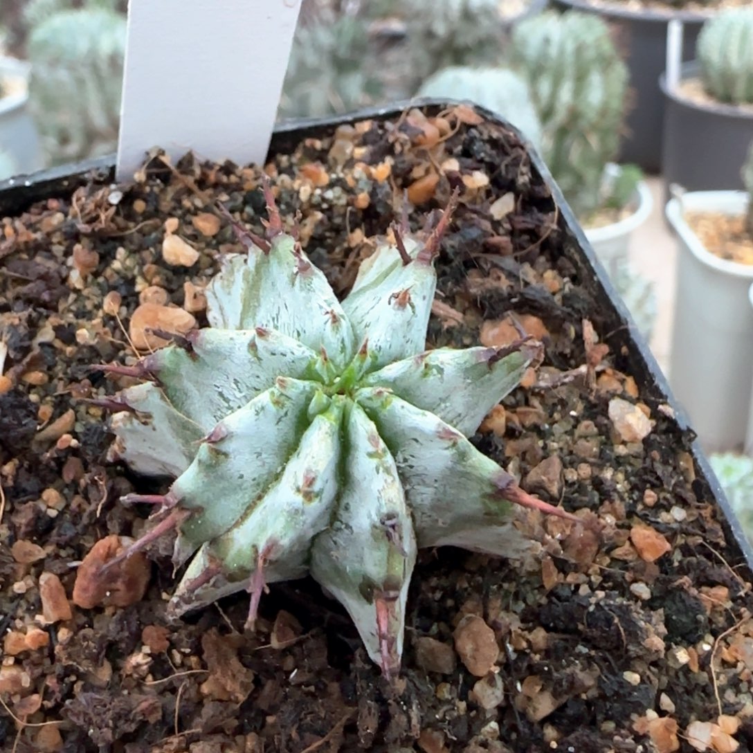 300脱土发 关上no.1