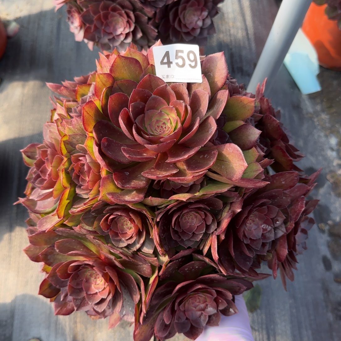 459多肉植物法师