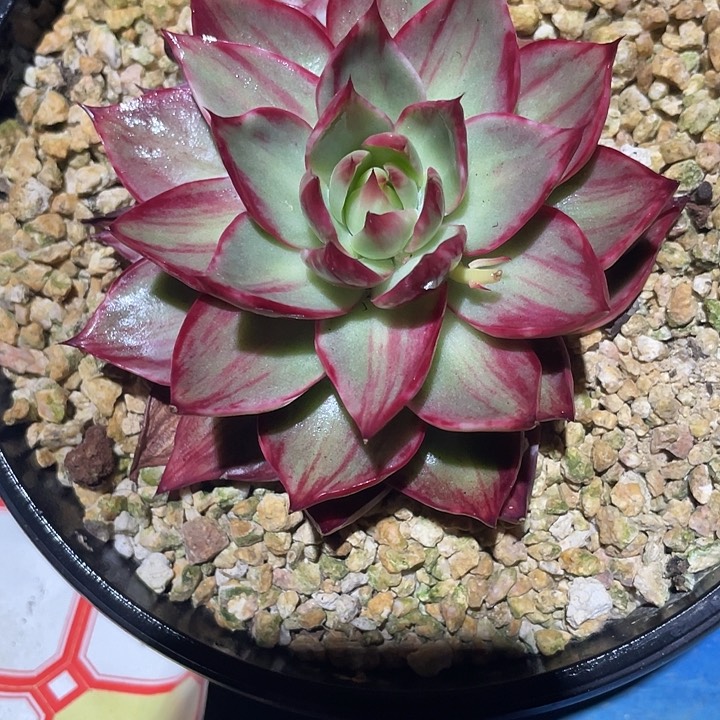 惊鸿仙子多肉植物9801