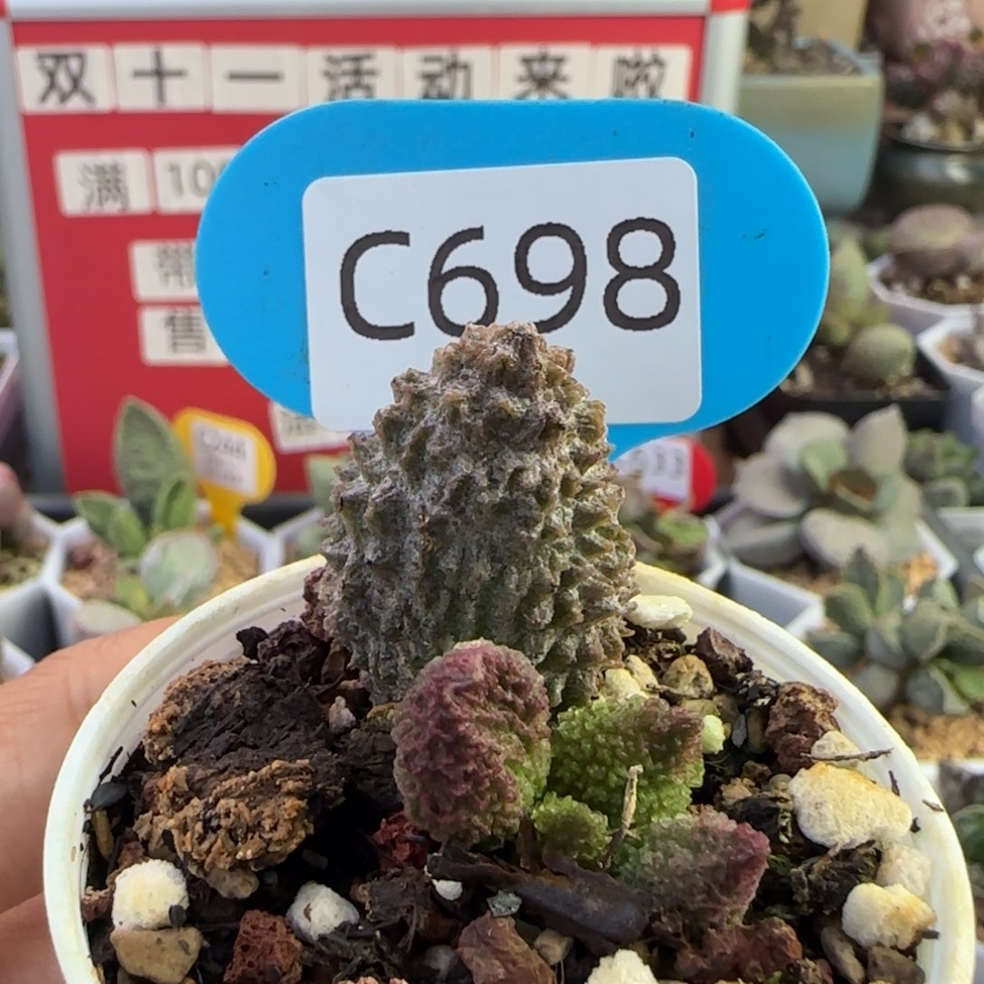 福利多肉水泡。    698。   