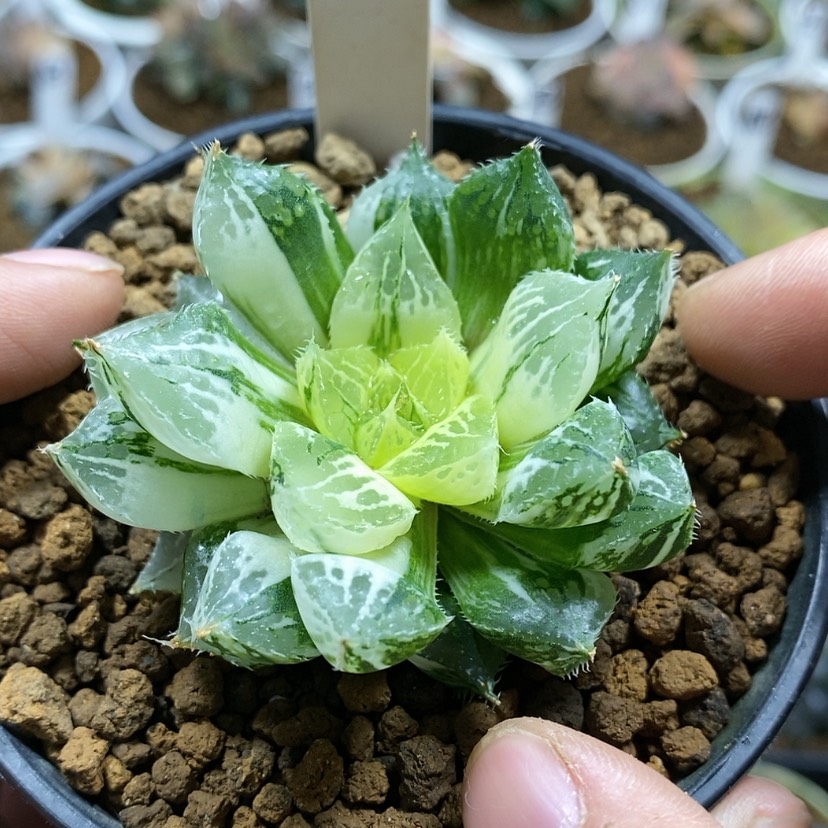 【闪购商品】136宝莲灯