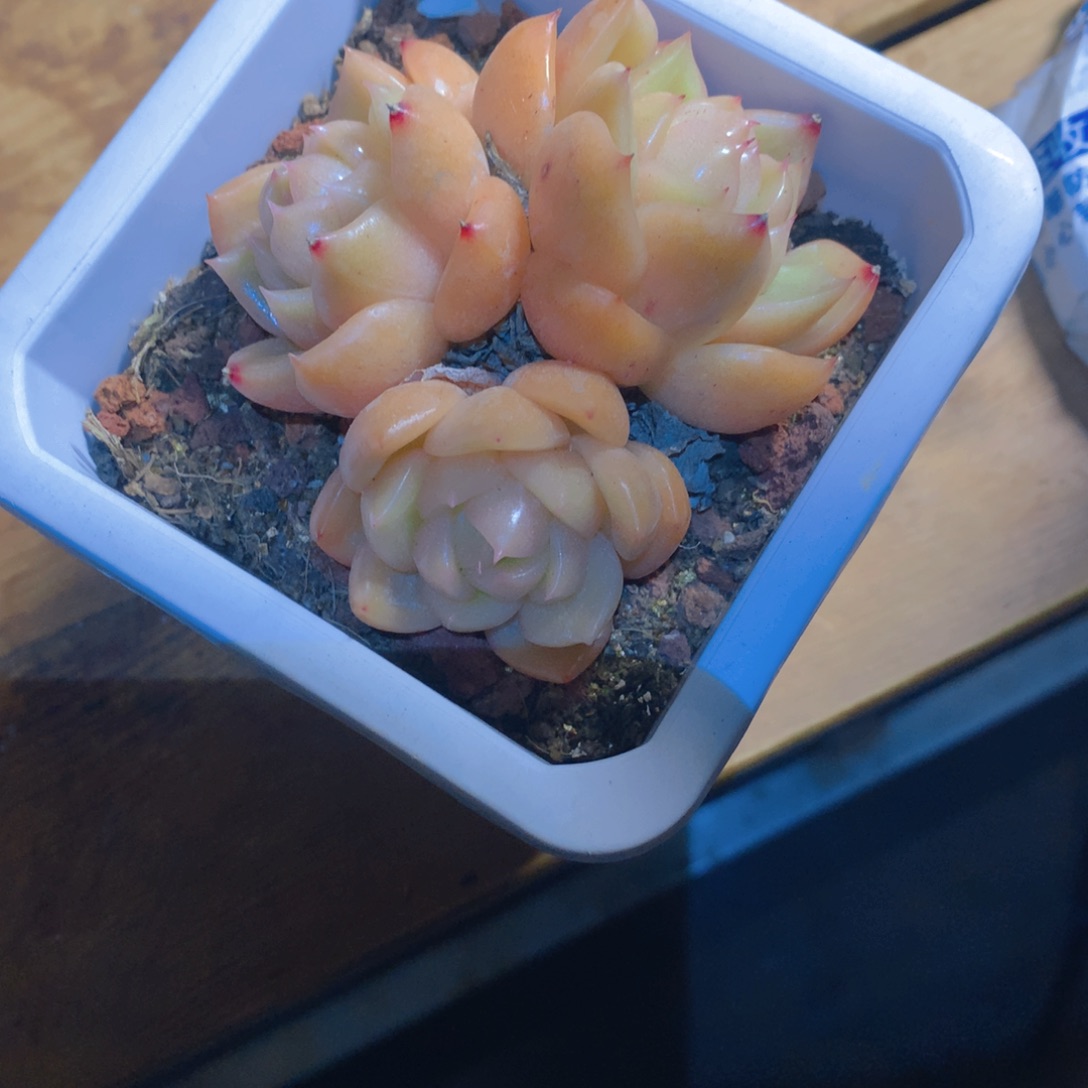 葳*精控冰橙多肉一物一拍