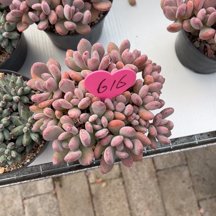 程***多肉植物一物一拍