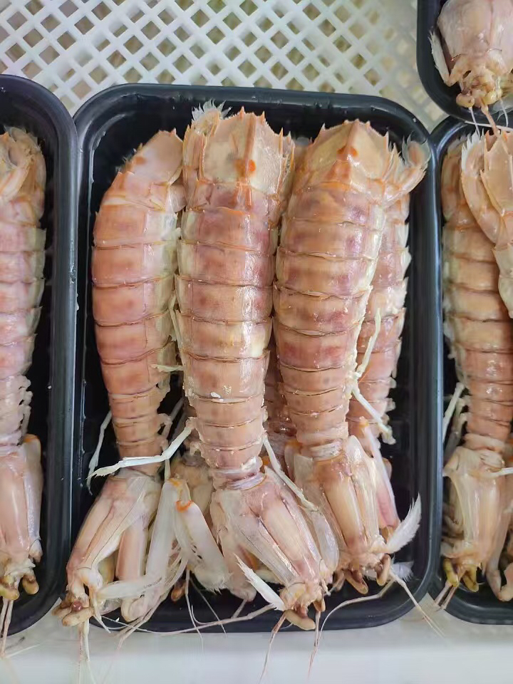 5 北海码头直播代买皮皮虾新鲜 海捕(现拍现称速冻速发)