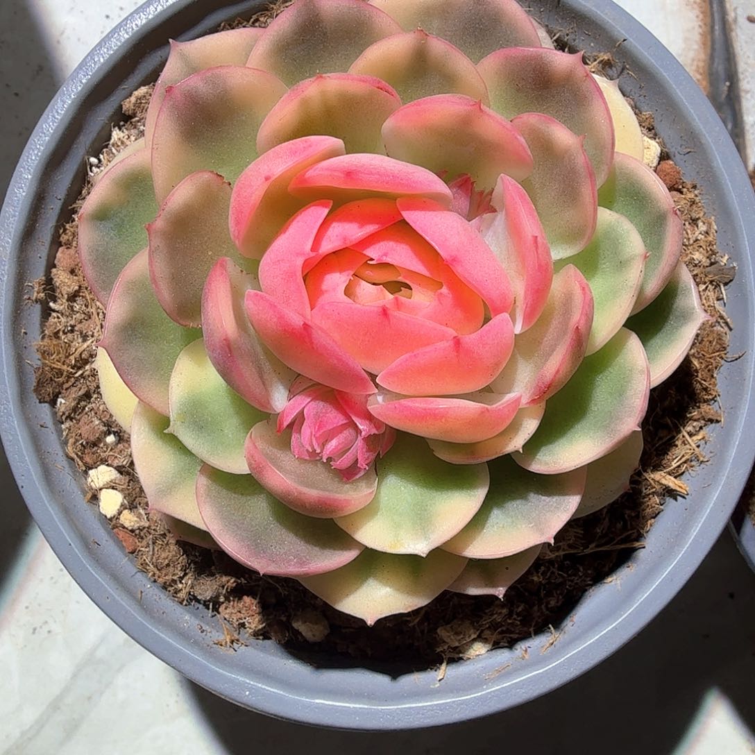 绿体昂 锦上园艺一物一拍