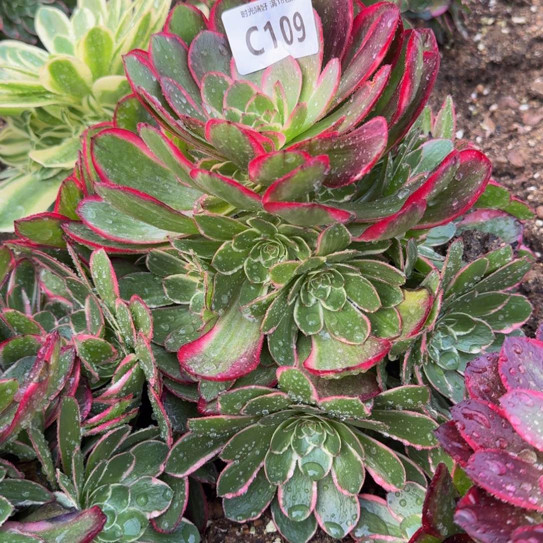 109粉花妖多肉植物