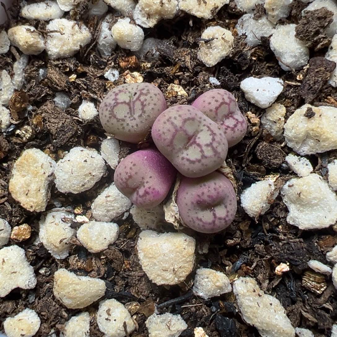 【闪购商品】448……