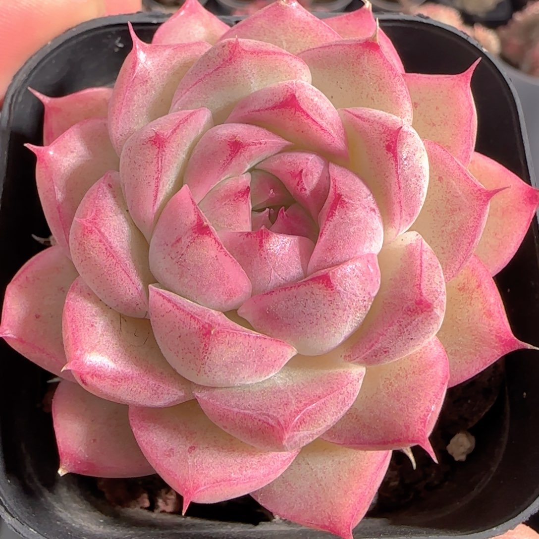 多肉1231-111包子麦秆