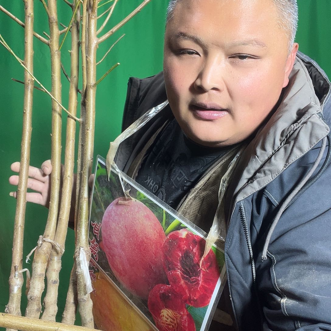 完全开放桃树开花结果放心