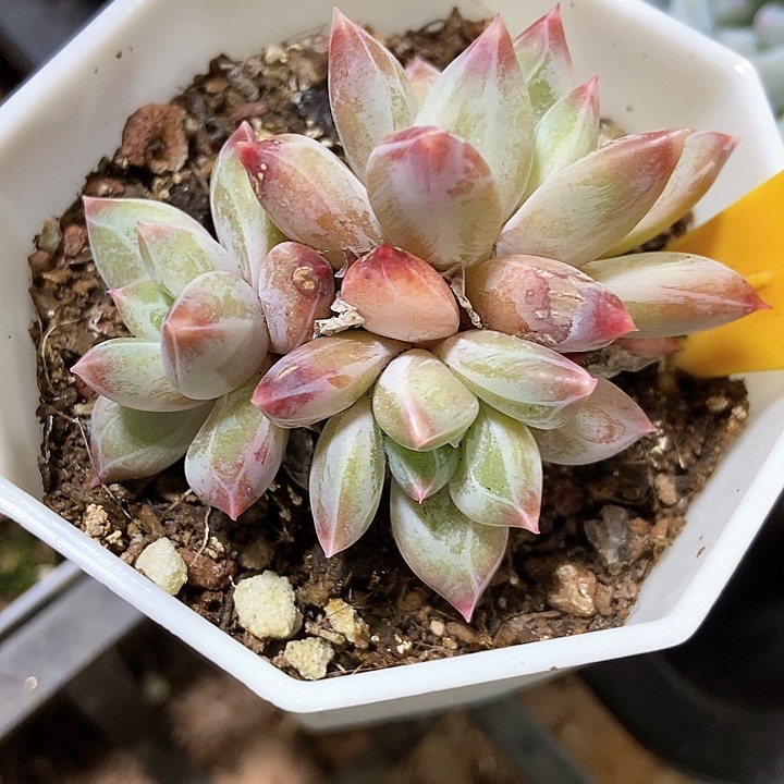 多肉植物幻影美人2113