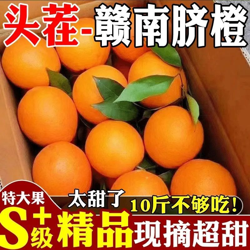 【精品商务送礼】江西赣州脐橙树上现摘水果产地直发多汁爆甜橙子