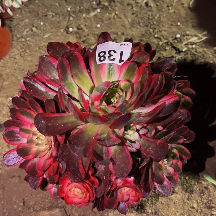 138半糖荔枝多肉植物