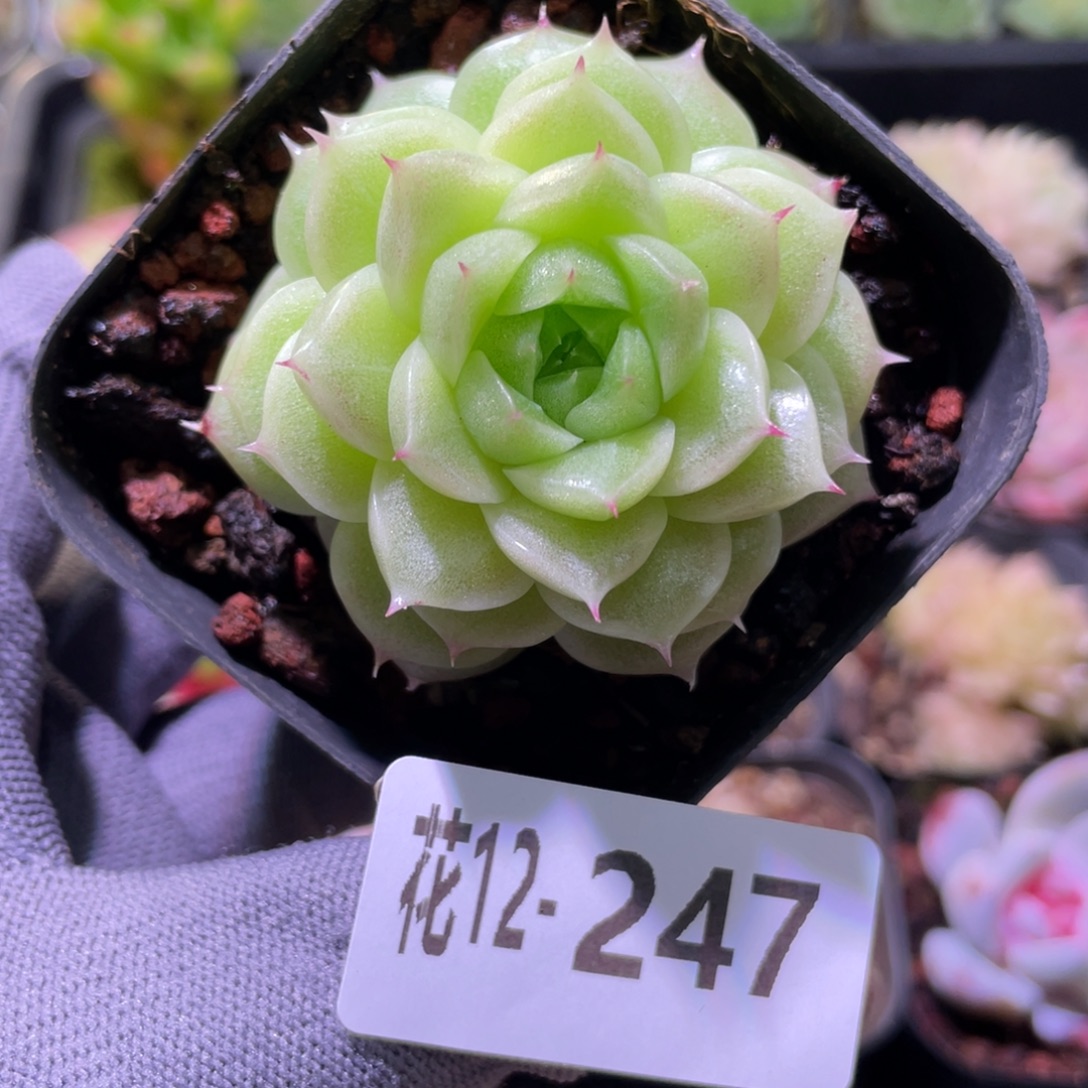 花利美12-247麦秆