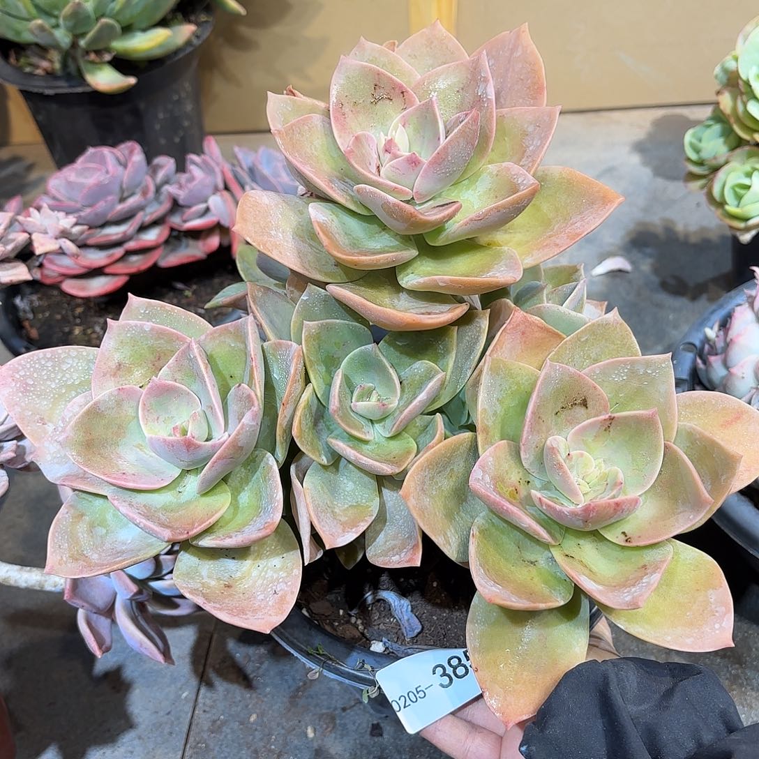 同温层多肉赫氏385