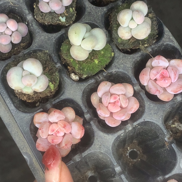 彩虹。蛋黄。樱花 乘以3颗。包邮